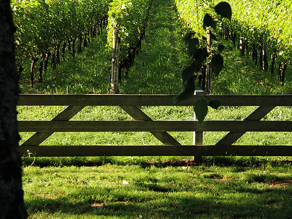 Vines1 Vines1