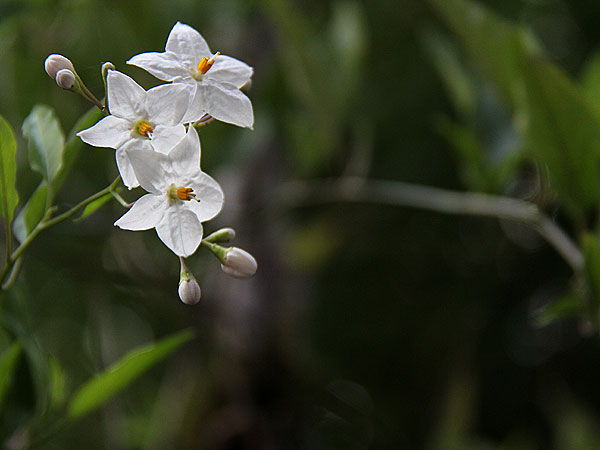 Flowers5 Flowers5