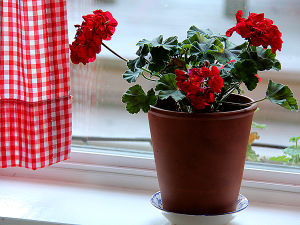 Geranium1 Geranium1