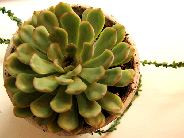 Succulent1 Succulent1