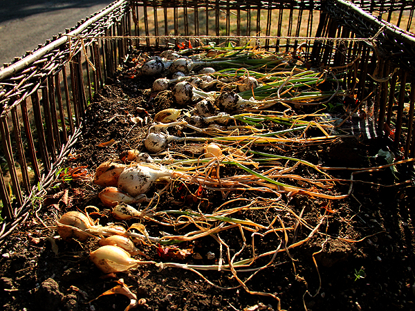 Onions1 Onions1