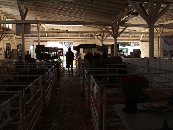 SheepShow1 SheepShow1