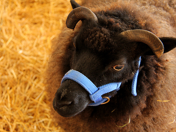SheepShow2 SheepShow2