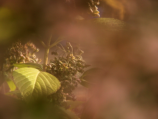 Hydrangea1 Hydrangea1