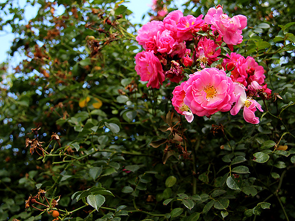 Roses1 Roses1