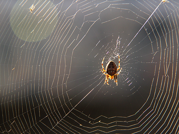 Arachnophobe1 Arachnophobe1