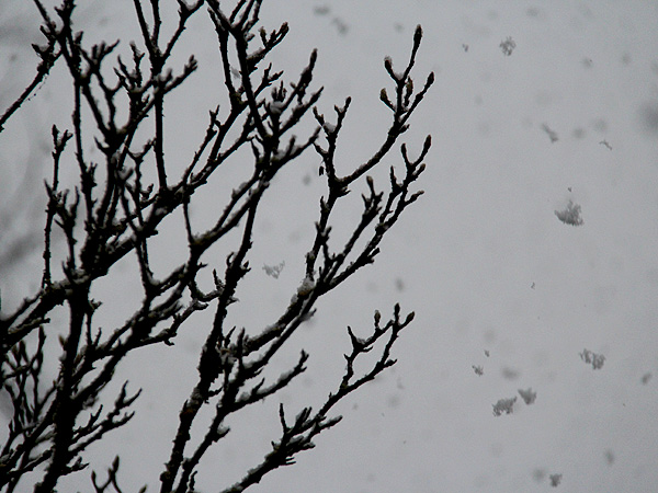 18Snow4 18Snow4