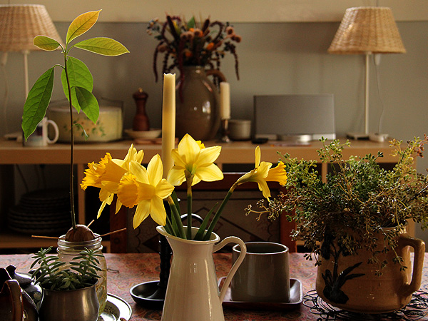 7Daffs1 7Daffs1