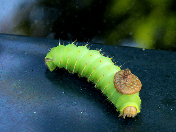Caterpillar1 Caterpillar1