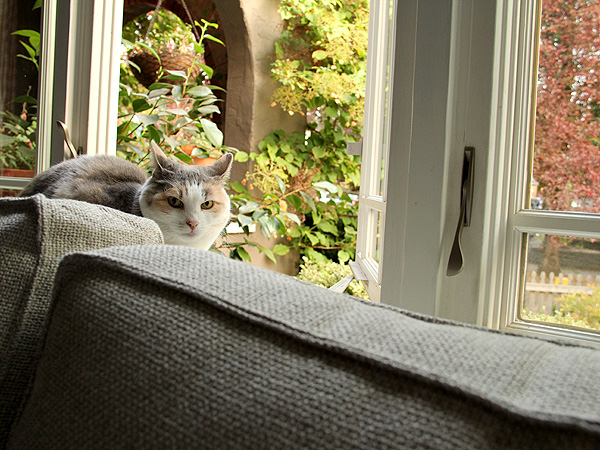 Kitters1 Kitters1