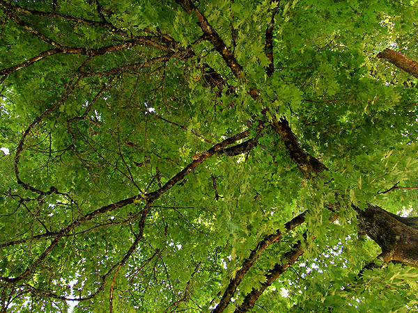 Trees2 Trees2