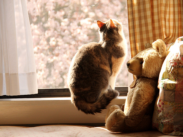 22DearKitters2 22DearKitters2