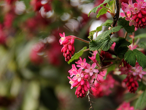 27Flowering2 27Flowering2