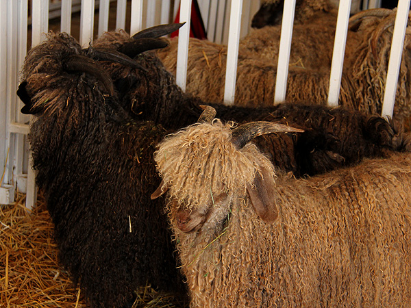 SheepShow3 SheepShow3