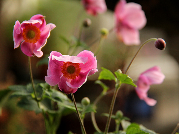 Anemone1 Anemone1