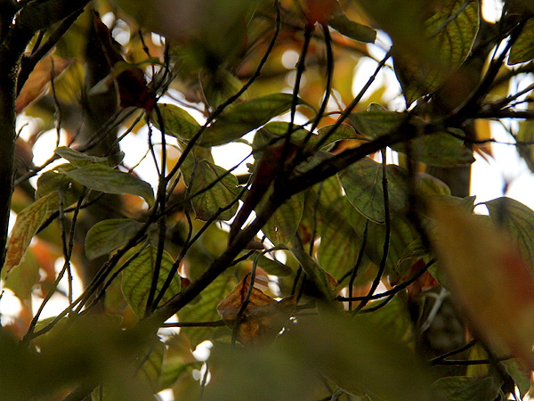 Trees3 Trees3