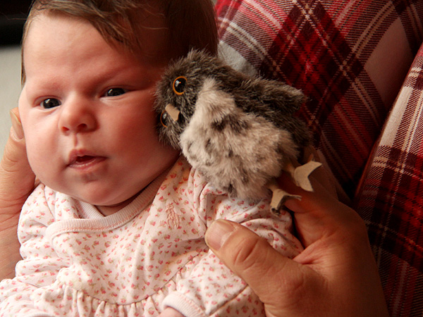 13LittleOwl1 13LittleOwl1