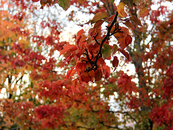 Leaves Leaves
