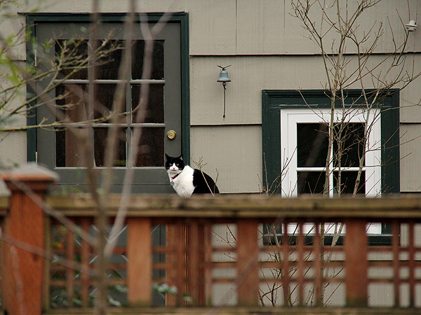 29kitteh1 29kitteh1