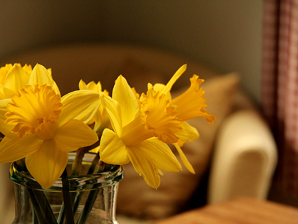 14Daffs1 14Daffs1