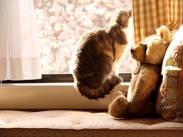 22DearKitters1 22DearKitters1