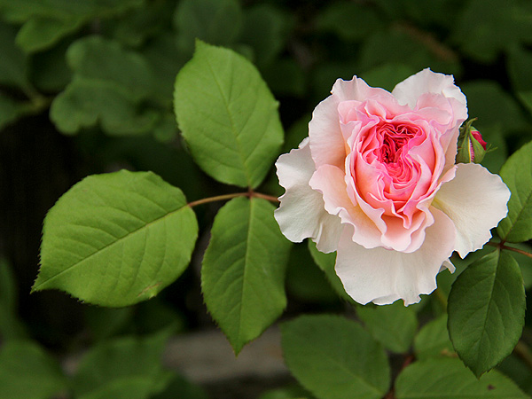 12Rose1 12Rose1