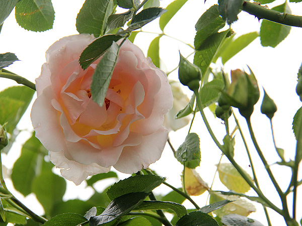 16Rose1 16Rose1