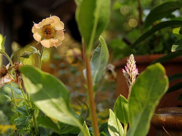 20Flower1 20Flower1