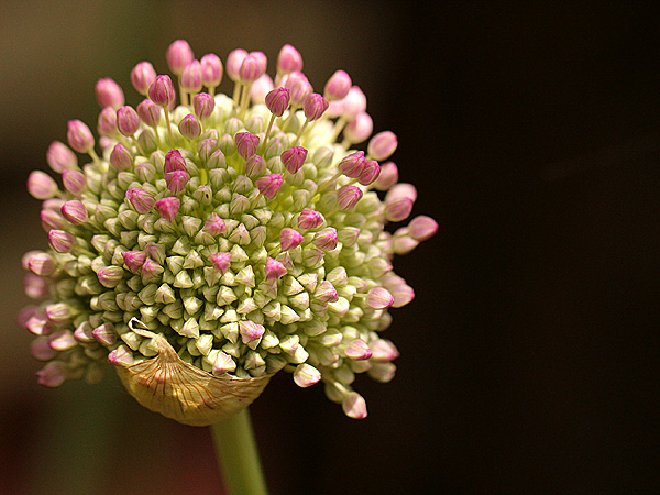 26Allium1 26Allium1
