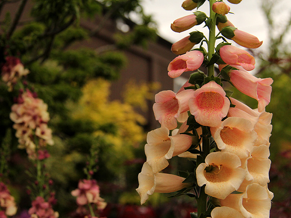 18Foxglove1 18Foxglove1