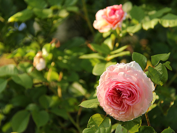 19Rose1 19Rose1