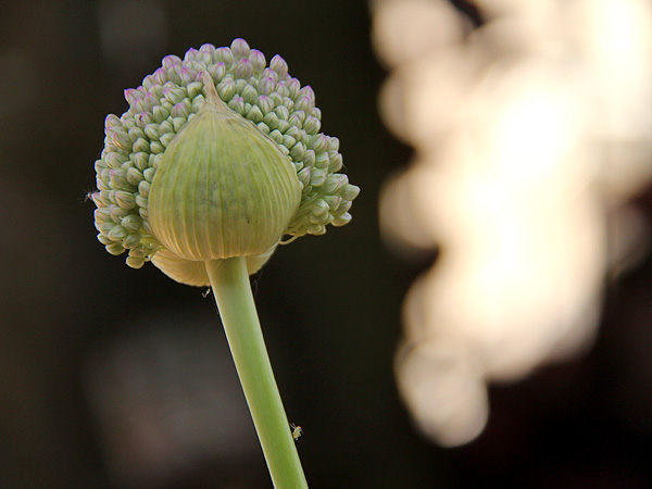 20-Allium1 20-Allium1