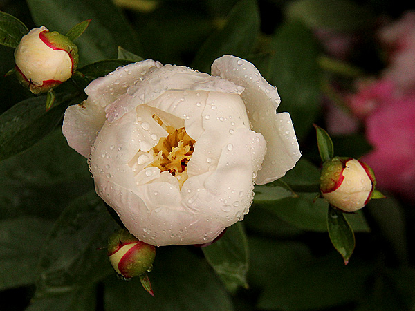 23Peonies2 23Peonies2