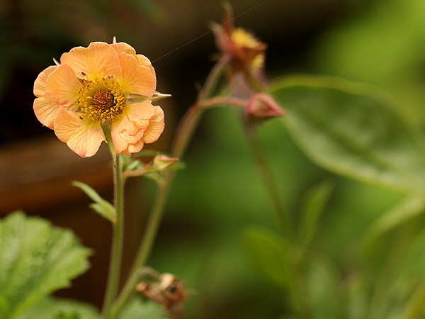 26PeachyThing1 26PeachyThing1
