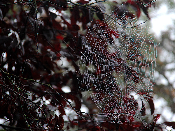 20Web1 20Web1