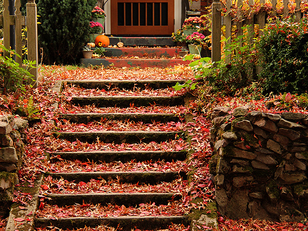 24LEaves2 24LEaves2