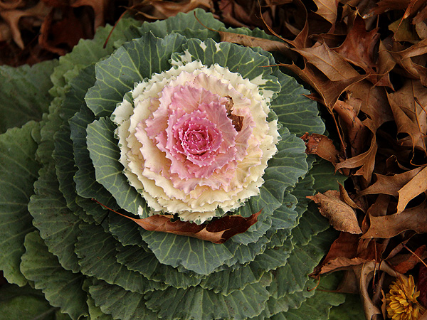 2Cabbage1 2Cabbage1