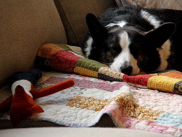 25SleepyPuppers1 25SleepyPuppers1