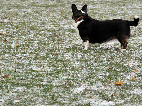 6Snow3 6Snow3