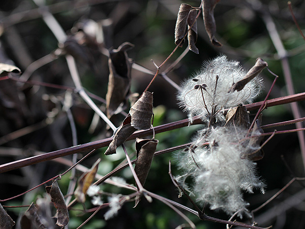 9SeedPod1 9SeedPod1