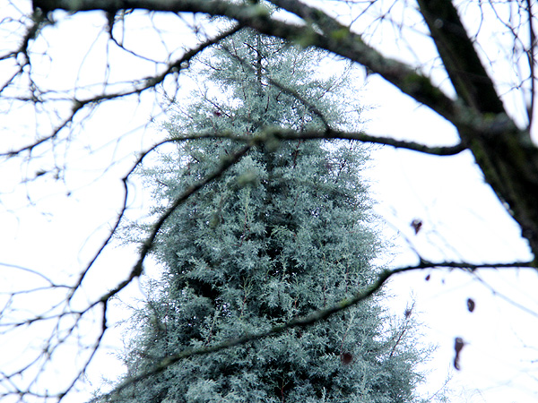 13Tree1 13Tree1