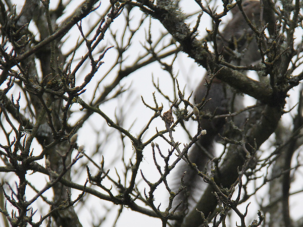 22SpotTheSquirrel1 22SpotTheSquirrel1