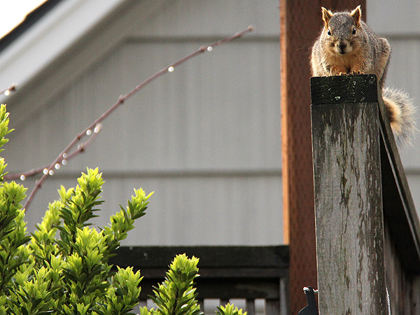 6Squirrel1 6Squirrel1
