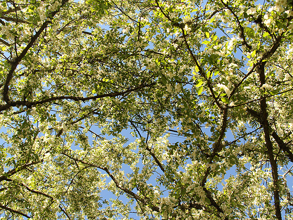 9Trees1 9Trees1