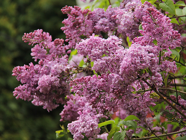 15Lilac2 15Lilac2