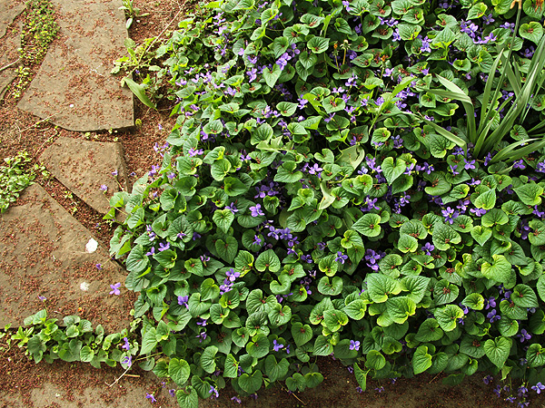 15Violet1 15Violet1