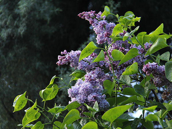 24Lilac2 24Lilac2