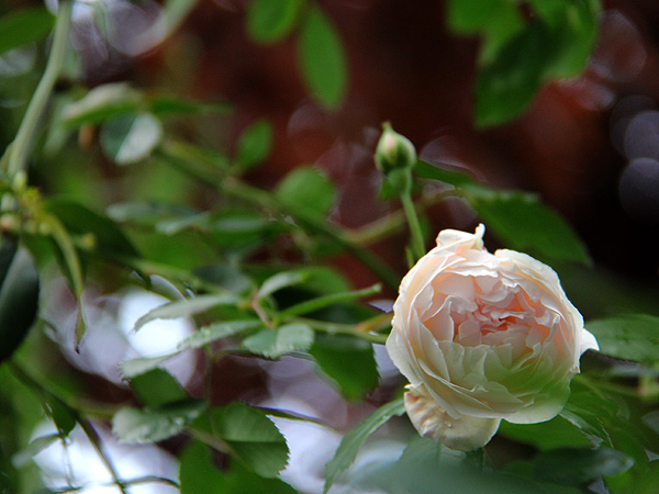 4Rose1 4Rose1