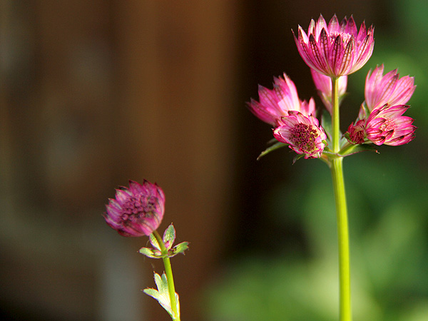 8Astrantia1