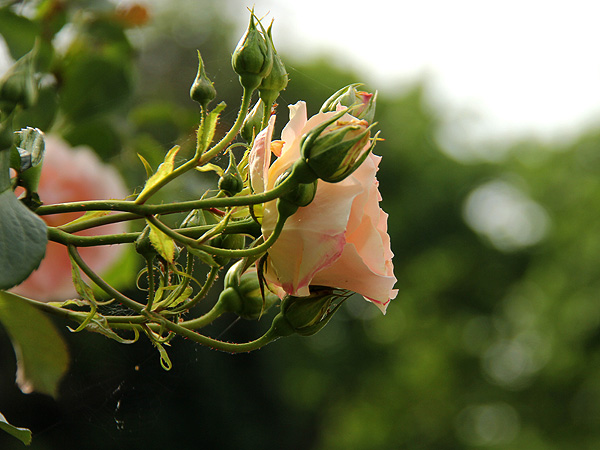 15Rose1 15Rose1